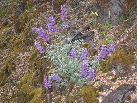 750 More Wildflowers